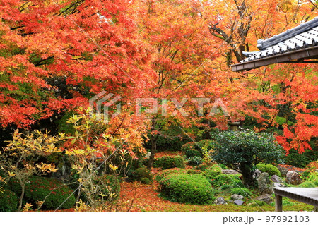曹洞宗 源光庵の紅葉 曹洞宗 源光庵の紅葉 97992103