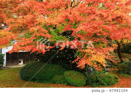 曹洞宗 源光庵の紅葉 曹洞宗 源光庵の紅葉 97992104