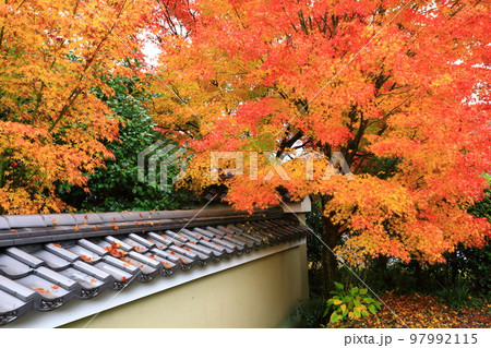 曹洞宗 源光庵の紅葉 曹洞宗 源光庵の紅葉 97992115