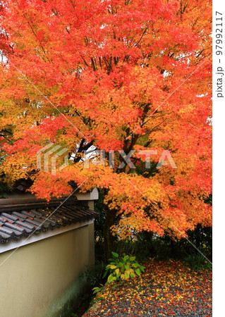 曹洞宗 源光庵の紅葉 曹洞宗 源光庵の紅葉 97992117