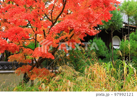 曹洞宗 源光庵の紅葉 曹洞宗 源光庵の紅葉 97992121