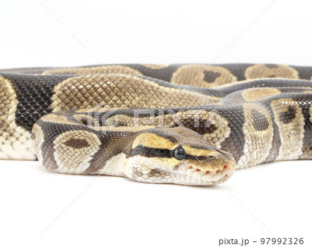 太いニシキヘビの頭 太いニシキヘビの頭 97992326