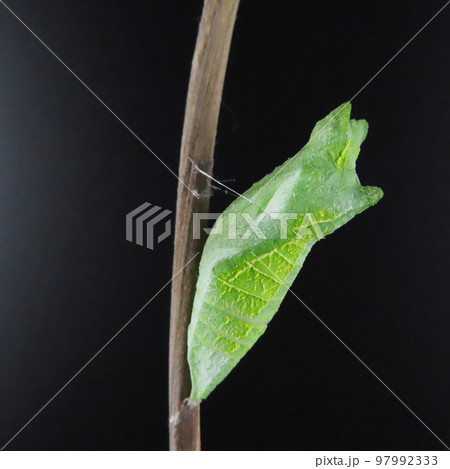 細い枝にくっついているアゲハチョウの蛹 97992333