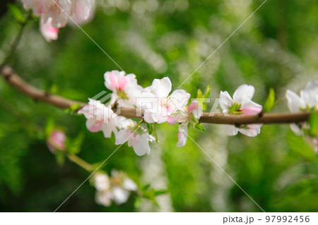 桃の花 日本の春 早春の風景 桃の花 日本の春 早春の風景 97992456