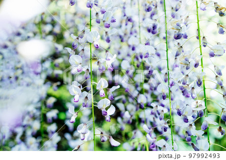 Close up purple blooming Wisteria flowers. Beautiful wisteria trellis blossom in spring. Chinese and Japanese park. Selective focus, copy space. 97992493