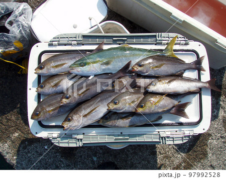 磯釣りの釣果、おいしそうなイナダとイサキをクーラーボックスの二の上に並べて撮影。 磯釣りの釣果、おいしそうなイナダとイサキをクーラーボックスの二の上に並べて撮影。 97992528