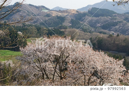 青空と山を背景に大子ふれあい牧場の山桜 青空と山を背景に大子ふれあい牧場の山桜 97992563