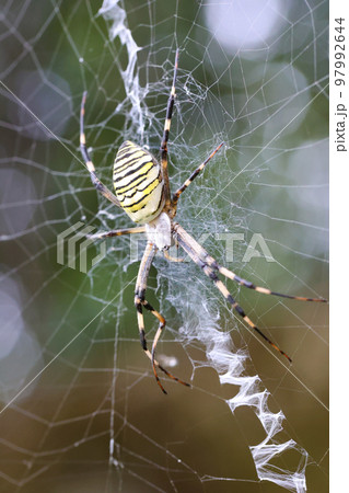 林の中の昆虫　獲物を待つ蜘蛛の巣のクモ 97992644