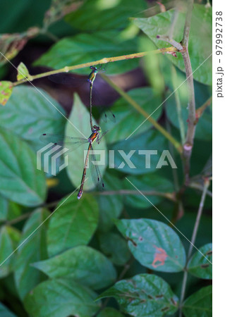 林の中の昆虫　二匹のトンボ 97992738