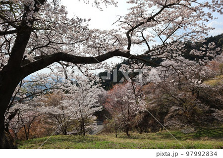 沓掛峠の山桜　大子町 97992834