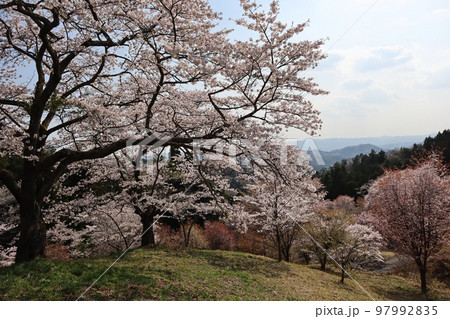 沓掛峠の山桜　大子町 97992835