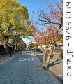 20と書かれた石畳の車道の右側に冬枯れの桜並木の歩道 97993039