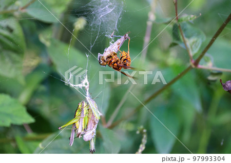 黄色スズメバチの食事Time　獲物のストックのバッタと食事風景　弱肉強食の世界 97993304