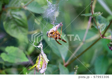 黄色スズメバチの食事Time　獲物のストックのバッタと食事風景　弱肉強食の世界 97993306