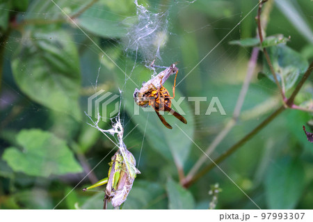 黄色スズメバチの食事Time　獲物のストックのバッタと食事風景　弱肉強食の世界 97993307
