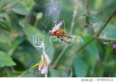 黄色スズメバチの食事Time　獲物のストックのバッタと食事風景　弱肉強食の世界 97993313