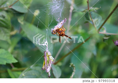 黄色スズメバチの食事Time　獲物のストックのバッタと食事風景　弱肉強食の世界 97993318