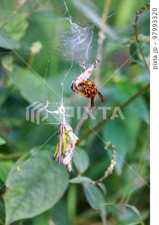 黄色スズメバチの食事Time　獲物のストックのバッタと食事風景　弱肉強食の世界 97993320