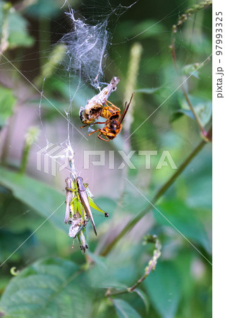 黄色スズメバチの食事Time 獲物のストックのバッタと食事風景 弱肉強食の世界 黄色スズメバチの食事Time 獲物のストックのバッタと食事風景 弱肉強食の世界 97993325