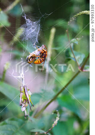 黄色スズメバチの食事Time　獲物のストックのバッタと食事風景　弱肉強食の世界 97993330