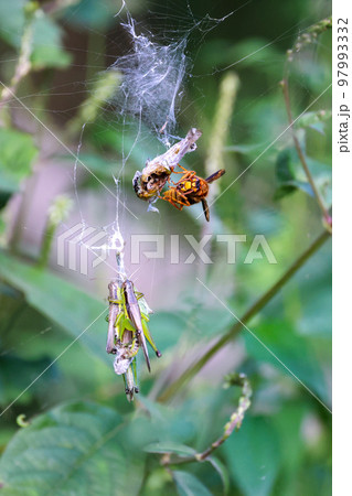黄色スズメバチの食事Time　獲物のストックのバッタと食事風景　弱肉強食の世界 97993332