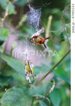 黄色スズメバチの食事Time　獲物のストックのバッタと食事風景　弱肉強食の世界 97993333