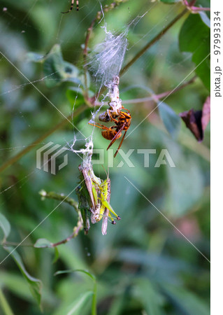 黄色スズメバチの食事Time 獲物のストックのバッタと食事風景 弱肉強食の世界 黄色スズメバチの食事Time 獲物のストックのバッタと食事風景 弱肉強食の世界 97993334