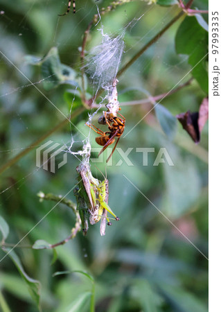 黄色スズメバチの食事Time　獲物のストックのバッタと食事風景　弱肉強食の世界 97993335