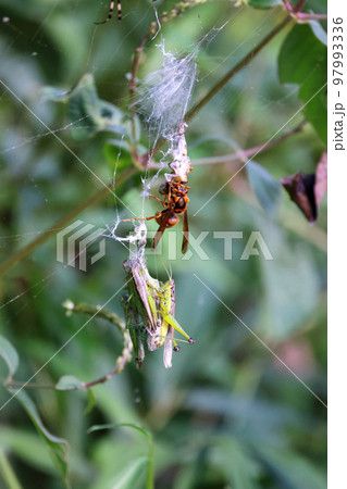 黄色スズメバチの食事Time　獲物のストックのバッタと食事風景　弱肉強食の世界 97993336