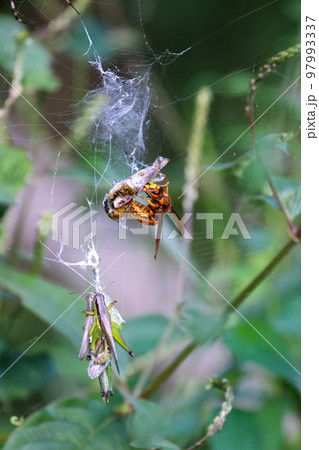 黄色スズメバチの食事Time　獲物のストックのバッタと食事風景　弱肉強食の世界 97993337