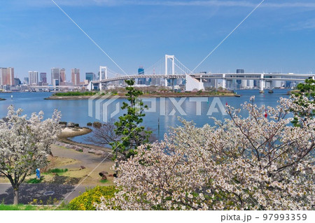 お台場海浜公園に咲く満開の桜越しにレインボーブリッジ映える お台場海浜公園に咲く満開の桜越しにレインボーブリッジ映える 97993359