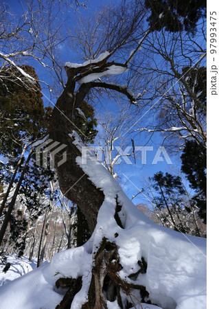 真冬、雪の積もった山奥の大木　トチノキ 97993475