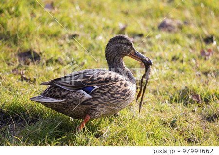 Female mallard or wild duck (Anas platyrhynchos) is eating a common frog Female mallard or wild duck (Anas platyrhynchos) is eating a common frog 97993662
