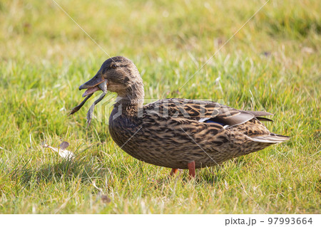 Female mallard or wild duck (Anas platyrhynchos) is eating a common frog Female mallard or wild duck (Anas platyrhynchos) is eating a common frog 97993664