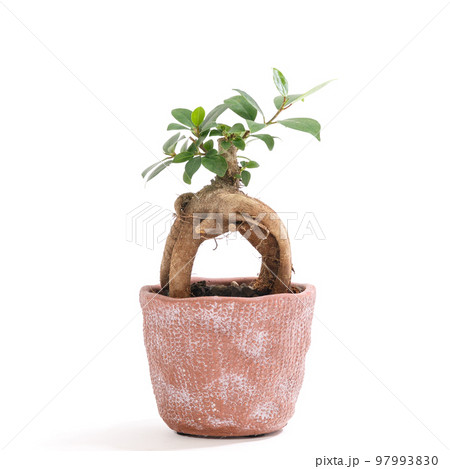 観葉植物、キジムナーが宿るガジュマルの鉢植え【白背景】 観葉植物、キジムナーが宿るガジュマルの鉢植え【白背景】 97993830