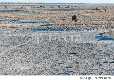 Blue Wildebeest grazing in Etosha Blue Wildebeest grazing in Etosha 97993876