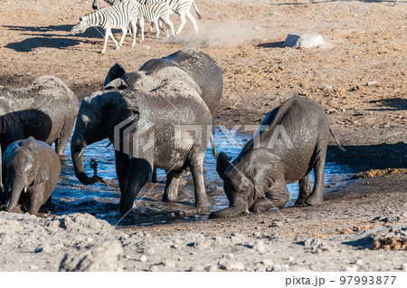 Close-up of a large herd of Elephants Bathing an Drinking in a waterhole Close-up of a large herd of Elephants Bathing an Drinking in a waterhole 97993877
