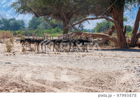 A group of Ostriches crossing a dirt road in Namibia A group of Ostriches crossing a dirt road in Namibia 97993878