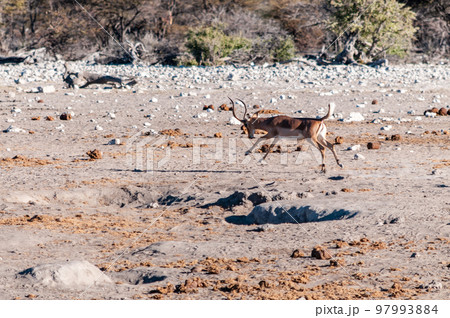 Jumping impalas near a waterhole Jumping impalas near a waterhole 97993884