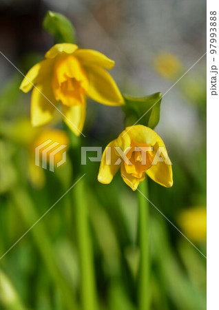 ミニ水仙 ティタティタ (テータテート) ミニ水仙 ティタティタ (テータテート) 97993888