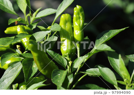 大きく育った、シシトウガラシ 97994090