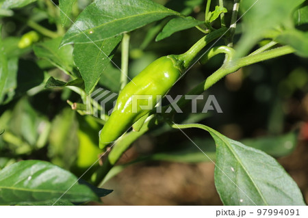 大きく育った、シシトウガラシ 大きく育った、シシトウガラシ 97994091