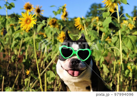 青空の鳩山町を彩るミニひまわり畑を散歩しながら嬉しそうに喜ぶサングラスのボストンテリア♡マイティ君 97994096