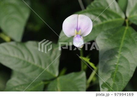 小さくてかわいい、インゲンマメの花 小さくてかわいい、インゲンマメの花 97994169