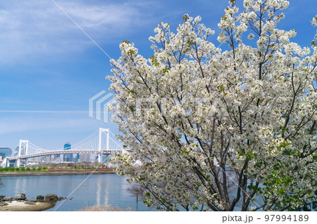 お台場海浜公園に咲く満開の桜と青空に映えるレインボーブリッジ 97994189
