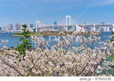 お台場海浜公園に咲く満開の桜越しに青空のレインボーブリッジ望む お台場海浜公園に咲く満開の桜越しに青空のレインボーブリッジ望む 97994236