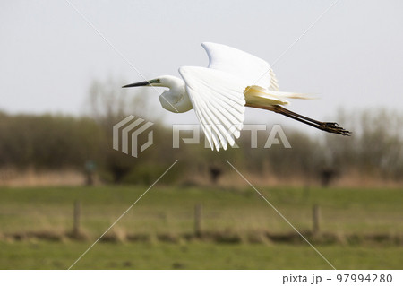 Flying Great egret (Ardea alba) in the Netherlands Flying Great egret (Ardea alba) in the Netherlands 97994280