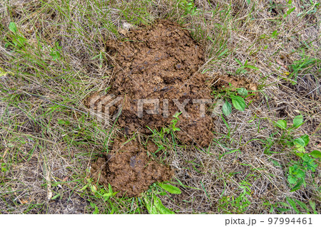 Photography on theme fresh cow dung lies on manure animal farm Photography on theme fresh cow dung lies on manure animal farm 97994461