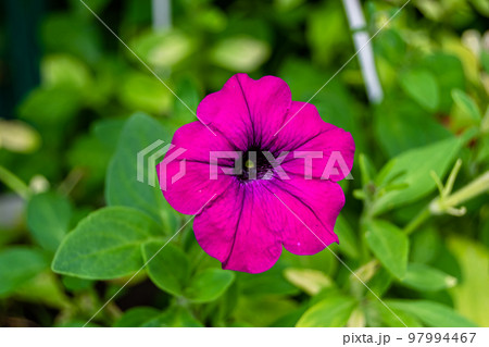 Photography on theme beautiful wild growing flower petunia on background meadow, Photography on theme beautiful wild growing flower petunia on background meadow, 97994467
