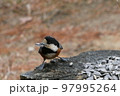 ひまわりの種を食べるヤマガラ 97995264